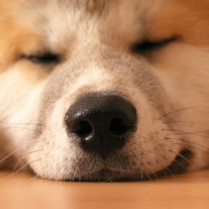 Nobody Has Scored 15 On This Animal Trivia Quiz. Will You? Nose prints