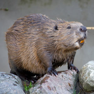 Can You Pass This “Jeopardy!” Trivia Quiz About Animals? What are beavers?