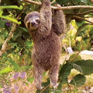 People With a High IQ Will Find This General Knowledge Quiz a Breeze Sloth