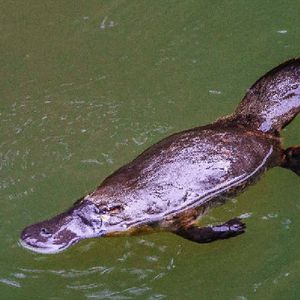 Nobody Has Scored 15 On This Animal Trivia Quiz. Will You? Platypus