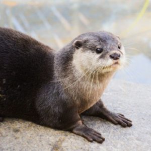 Nobody Has Scored 15 On This Animal Trivia Quiz. Will You? Otter