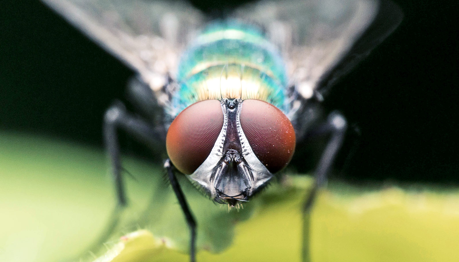 This Mixed Knowledge Quiz Increases in Difficulty With Every Question housefly