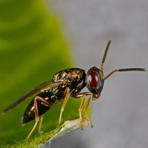 This Animal Quiz Might Not Be Hardest One You've Ever Taken, But It Certainly Isn't Easy Wasps