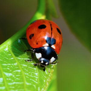 Nobody Has Scored 15 On This Animal Trivia Quiz. Will You? Ladybird