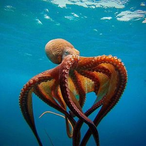 Sea Trivia Octopus