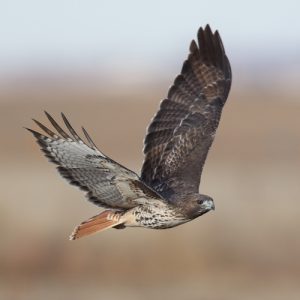 Guess The Rock Song Quiz Bird