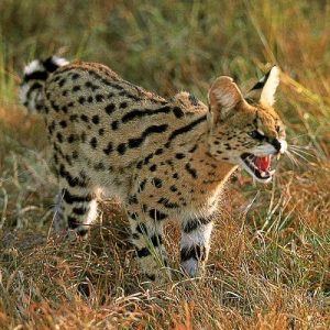 Nobody Has Scored 15 On This Animal Trivia Quiz. Will You? Wild cat