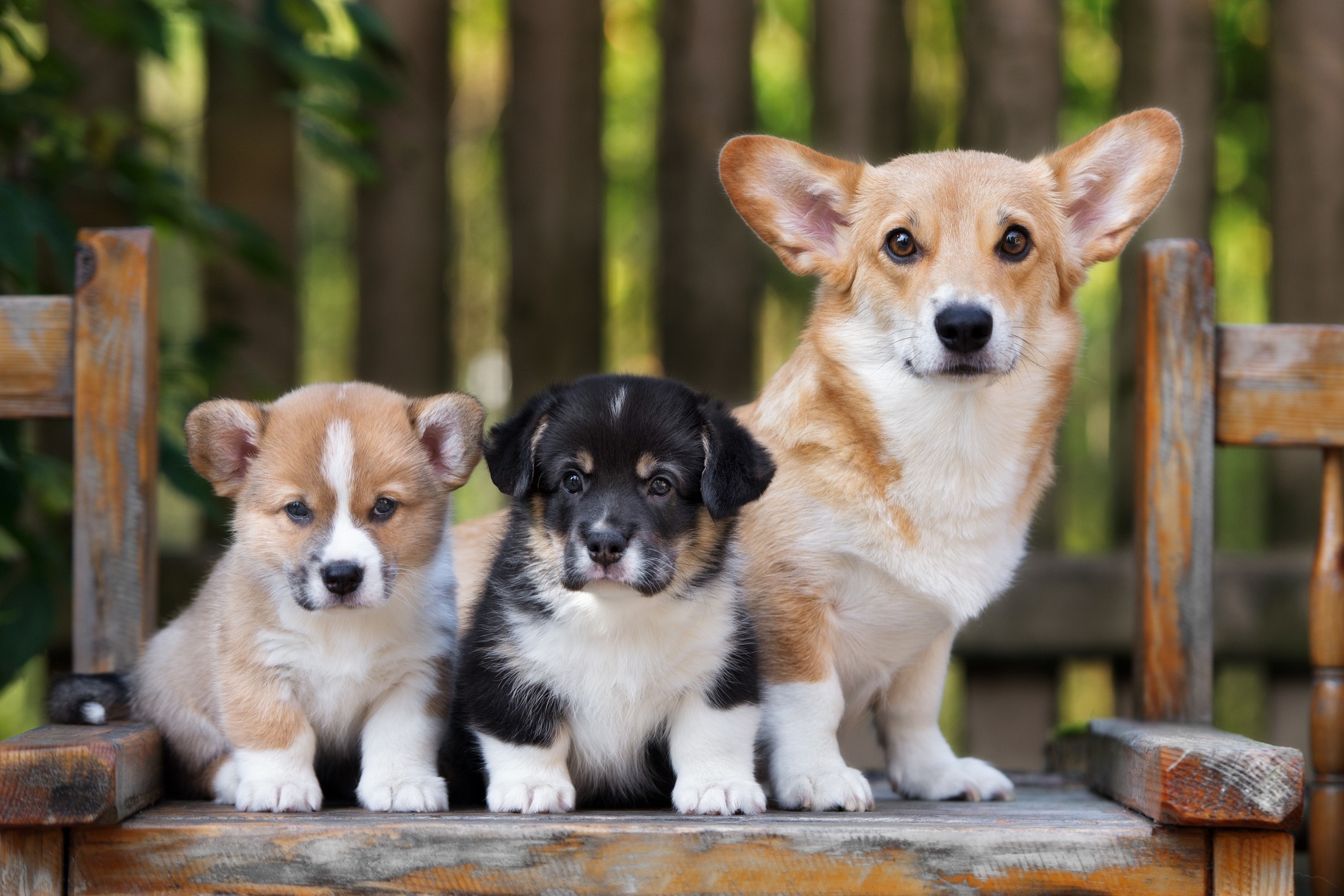 Nobody Has Scored at Least 15/20 on This Animal Trivia Quiz. Will You? dog and puppies