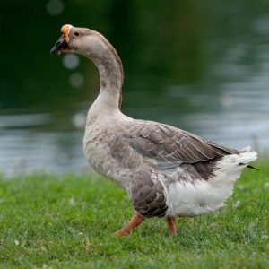 Military Alphabet Quiz Goose