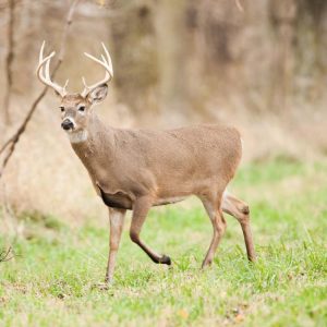 Nobody Has Scored 15 On This Animal Trivia Quiz. Will You? Deer
