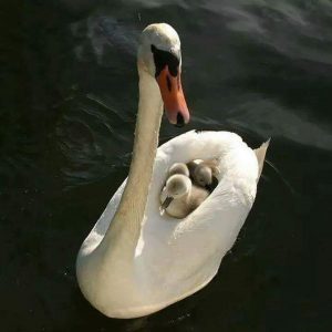 Egg Trivia Quiz Swan