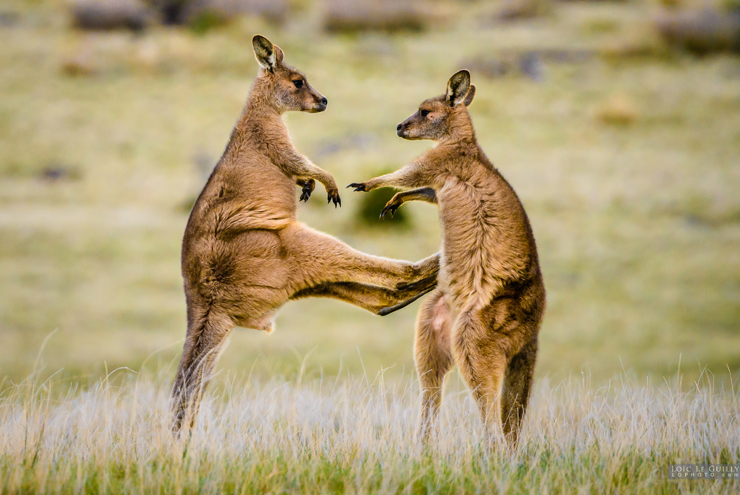 Nobody Has Scored at Least 15/20 on This Animal Trivia Quiz. Will You? tasmania kangaroo