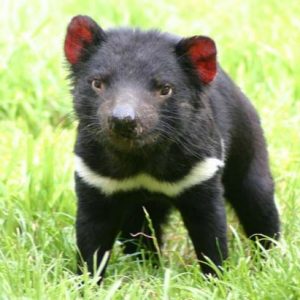 Nobody Has Scored 15 On This Animal Trivia Quiz. Will You? 