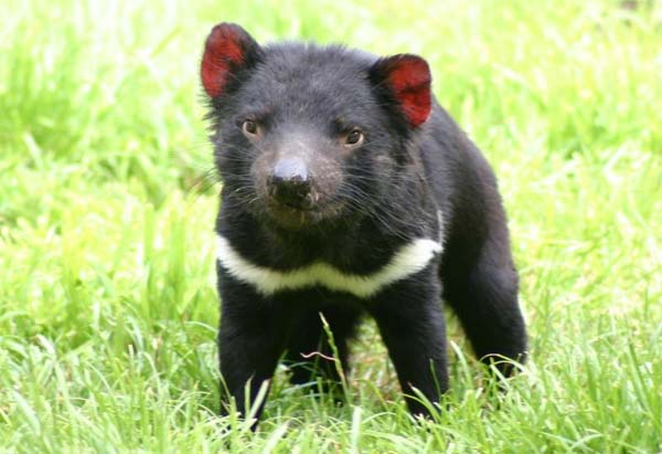 Only an Animal Expert Will Know the Names of These Bizarre Species tasmanian devil