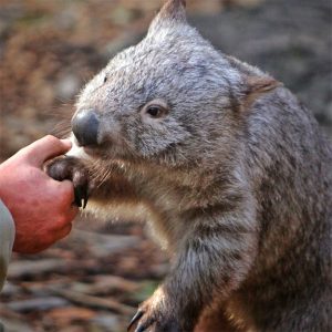 Military Alphabet Quiz Wombat