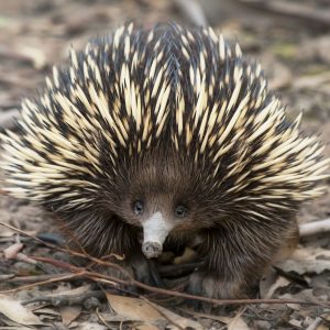 Nobody Has Scored 15 On This Animal Trivia Quiz. Will You? 