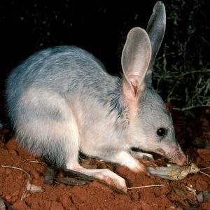 Nobody Has Scored 15 On This Animal Trivia Quiz. Will You? 
