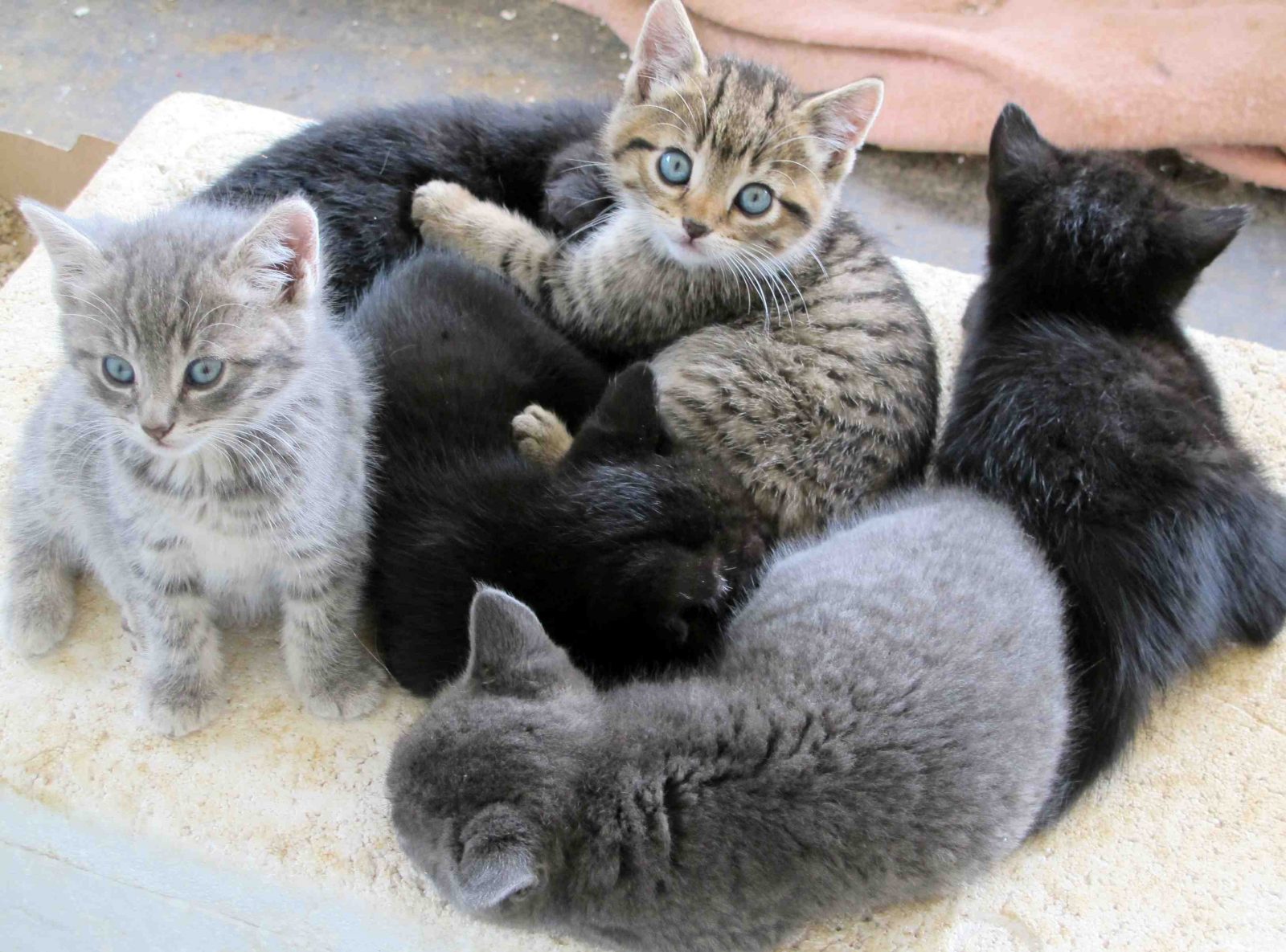 Nobody Has Scored at Least 15/20 on This Animal Trivia Quiz. Will You? litter of kittens