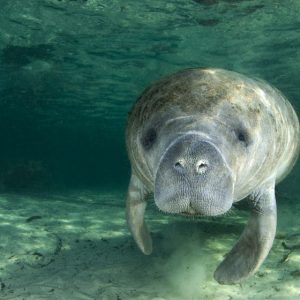 Nobody Has Scored 15 On This Animal Trivia Quiz. Will You? Manatee