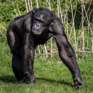 Only Someone That Knows Everything Can Score 12/15 on This General Knowledge Quiz Chimpanzees