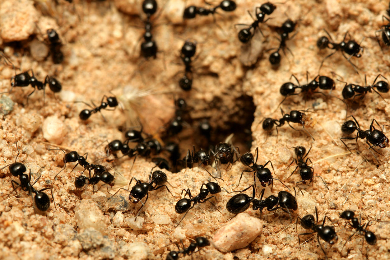 Nobody Has Scored at Least 15/20 on This Animal Trivia Quiz. Will You? Black ants