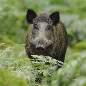 Nobody Has Scored 15 On This Animal Trivia Quiz. Will You? Wild boars