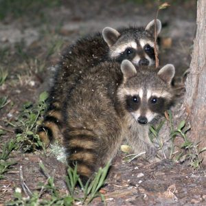 Nobody Has Scored 15 On This Animal Trivia Quiz. Will You? Raccoons