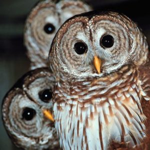 Nobody Has Scored 15 On This Animal Trivia Quiz. Will You? Owls