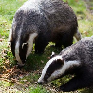 Nobody Has Scored 15 On This Animal Trivia Quiz. Will You? Badgers
