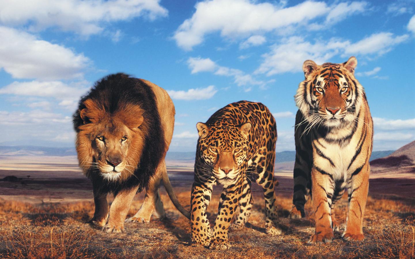 Nobody Has Scored at Least 15/20 on This Animal Trivia Quiz. Will You? lions and tigers