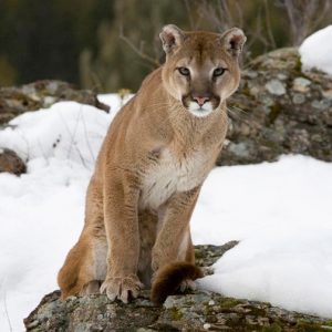 Nobody Has Scored 15 On This Animal Trivia Quiz. Will You? Cougar
