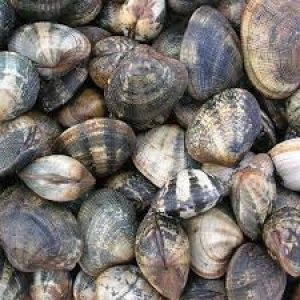 This Animal Quiz Might Not Be Hardest One You've Ever Taken, But It Certainly Isn't Easy Clams