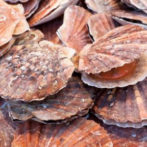Nobody Has Scored 15 On This Animal Trivia Quiz. Will You? Scallops