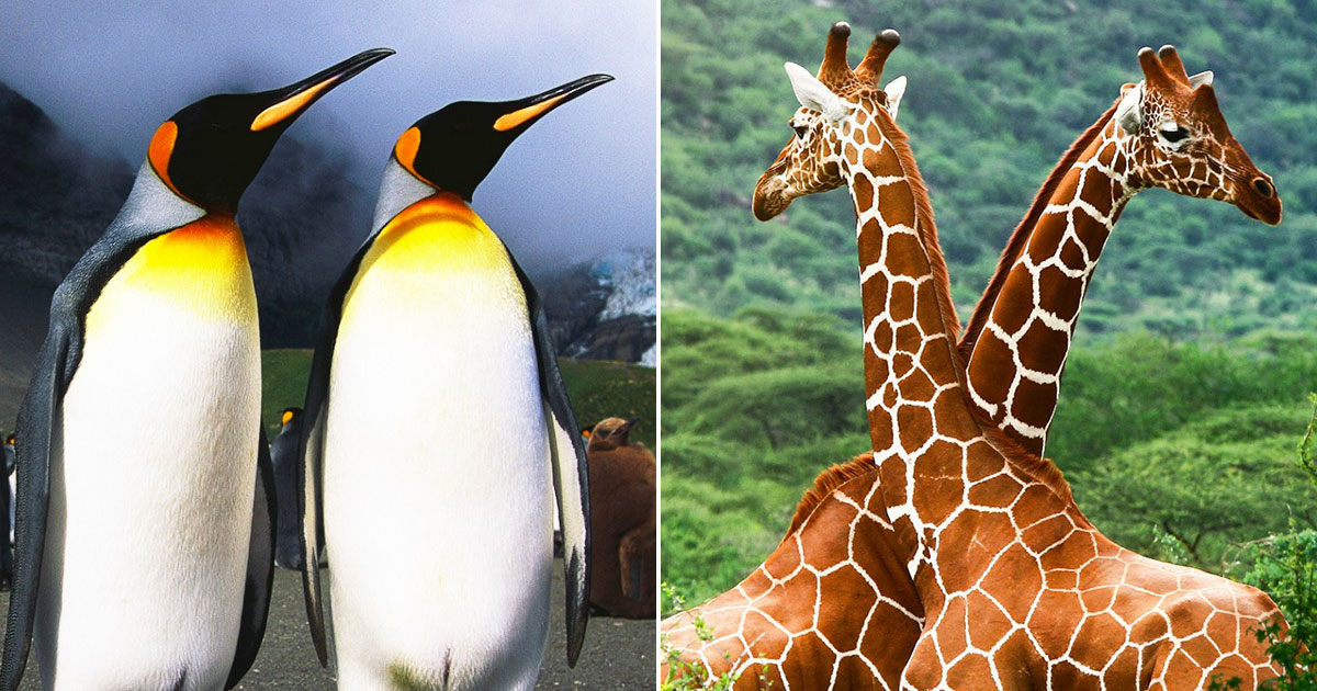 Nobody Has Scored at Least 15/20 on This Animal Trivia Quiz. Will You?