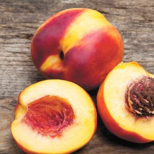 All-Rounded Knowledge Test Nectarine