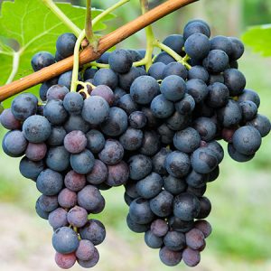 🍌 Sorry, You Can Eat Fruit Only If You Pass This Tricky Quiz Grape