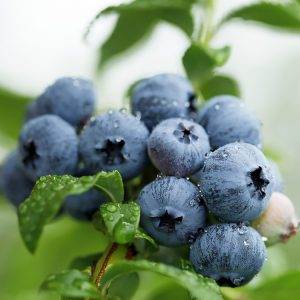 🍌 Sorry, You Can Eat Fruit Only If You Pass This Tricky Quiz Blueberries