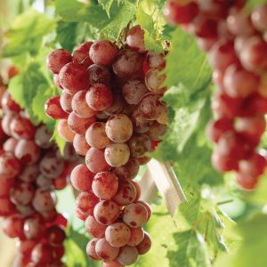 🍌 Sorry, You Can Eat Fruit Only If You Pass This Tricky Quiz Grapes