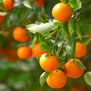 🍌 Sorry, You Can Eat Fruit Only If You Pass This Tricky Quiz Clementine