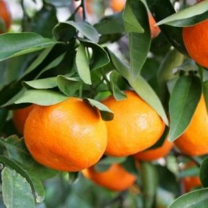🍌 Sorry, You Can Eat Fruit Only If You Pass This Tricky Quiz Tangerine