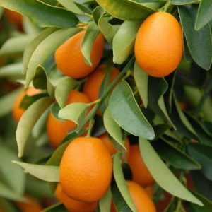 🍌 Sorry, You Can Eat Fruit Only If You Pass This Tricky Quiz Kumquat