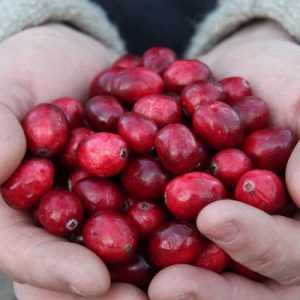 🍌 Sorry, You Can Eat Fruit Only If You Pass This Tricky Quiz Cranberries