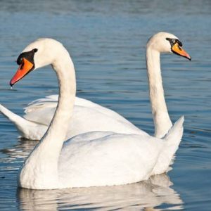 🤓 Only a Walking Encyclopedia Can Pass This General Knowledge Quiz Swans Swimming