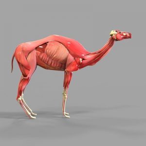 🤓 Only a Walking Encyclopedia Can Pass This General Knowledge Quiz Muscle