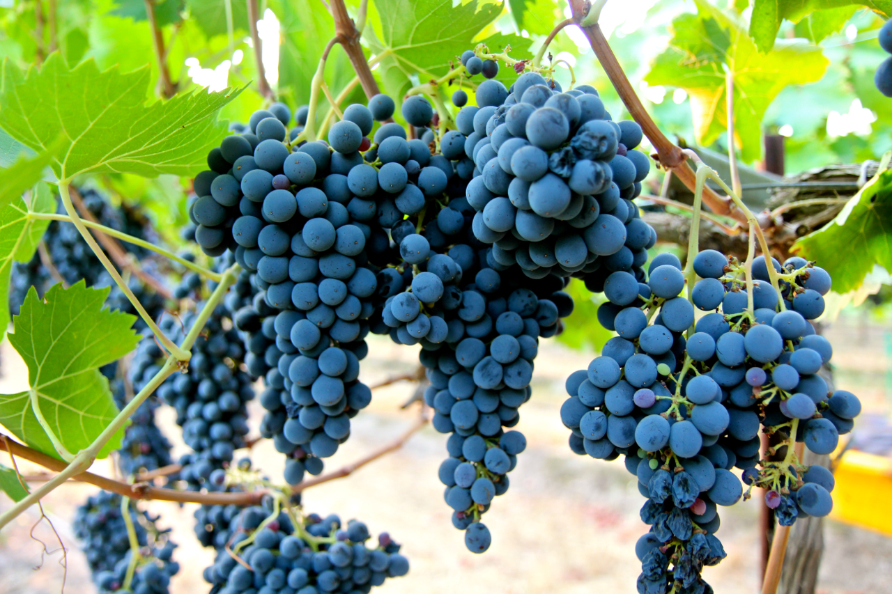 🍷 You Can Drink Wine Only If You Pass This Quiz Sangiovese grapes