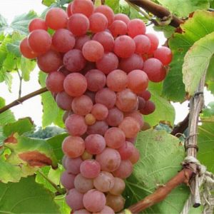 🍷 You Can Drink Wine Only If You Pass This Quiz Red grapes\' skins