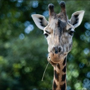 G Trivia Quiz Giraffe