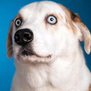 What Type Of Humor Do You Have? Quiz Dog