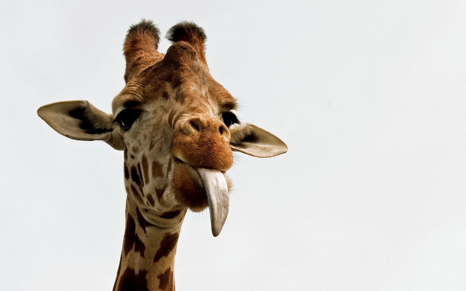 Everyone Has a Different Type of Humor — What Are You? giraffe tongue