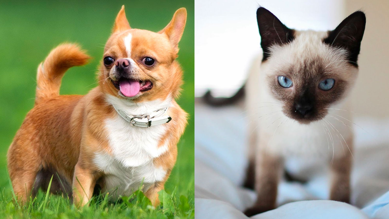 You got: Chihuahua and Siamese! What Dog Breed and Cat Breed Are You a Combo of? 🐶🐱